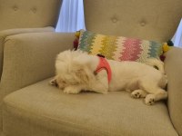 4 Aylık Aşılı Tuvalet Eğitimli Dişi Maltese Terrier