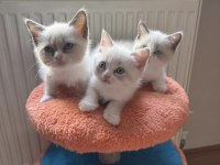 British shorthair bebeklerimi
