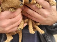 poodle bebeklerimiz