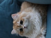 British longhair dişi kedimiz