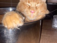 Tatlı Maine Coon Kedimiz