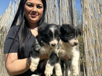 Dişi border collie yavrularım