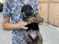 BABA ŞECERELİ ALMAN KURDU YAVRULARI