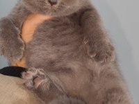 British Shorthair Kedisi