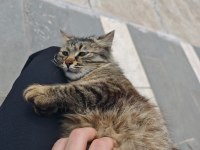 Güzel Kedimiz Fıstık İçin Sıcak Yuvasını Arıyoruz