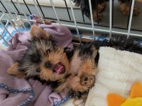 Teacup ev ortamından yorkshire terrier yavrular