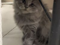 Scottish Fold Yavruları