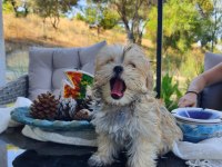 Sevimli Morkie Yavrular 