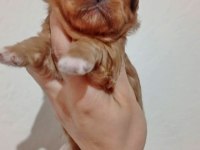 Rezerve açık kg cm garantili tuvalet eğitimli köpekler