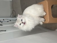 British Longhair kedisi