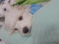 Maltese terrier 6 aylık erkek