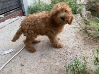 2 AYLIK POODLE AYARINDA COCKAPOO