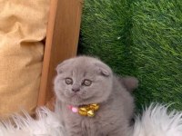 Lilac safkan british bebekler