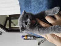 Scottish fold kedisi