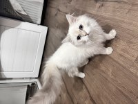 Ücretsiz British Longhair Kedisi