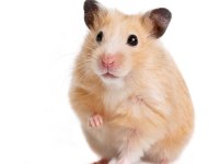 2 Katlı Kafesi ile Birlikte Gonzales ve Hamster Çeşitleri