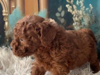 Irk Garantili Toy Poodle Yavru Köpekler