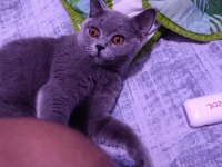 Sahibinden british shorthair