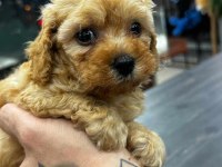 Koyu kahve maltipoo yavrularım