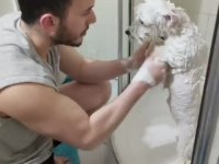 Maltese terrier kızımı sahiplendiriyorum