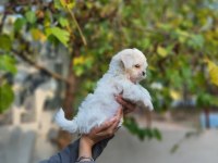 Korea Maltese Yavrularımız