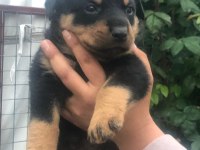 Koca kafa macar rottweiler