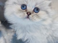 Harika bir minik british longhair