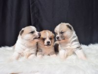 Japon akita yavrular