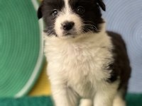 Zeka Küpü Irk Garantili Border Collie Yavrular
