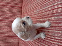 Cavalier king charles bebişler