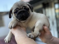 Pug Mops Yavruları
