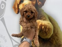 Toy poodle yavrularımız