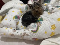 Teacup yorkshire terrier 1 yaşında erkek tuvalet eğitimli