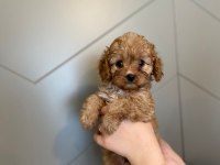 Toy poodle