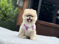 Yavru Pomeranian Boo Köpeklerimiz