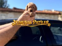 Toy Poodle Dişi - Erkek