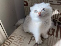 Kendini deli gibi sevdiren scottish fold yavrularım