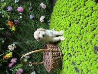 Golden Retriever Yavruları