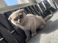 Scottish Fold Lilac Renk