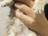 British shorthair yavrular