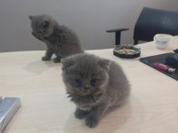 BLUE BRİTİSH SHORTHAİR BAL BEBEKLER