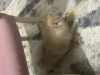 Eğitimli ve akıllı pomeranian köpüş