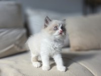HERKESİN BİR KEDİSİ OLMALI