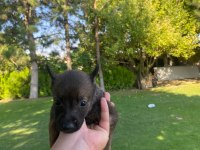 Malinois bebekler yeni yuvalarını bekliyorlar