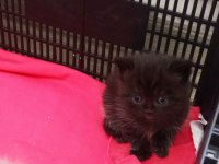 Minik kedilerim