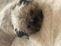 Kahve Shih Tzu Köpekler