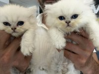 KEDİCİDEN RENK RENK ORJİNAL IRK YAVRU KEDİLER ANKARA