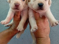 Labrador yavru köpekler
