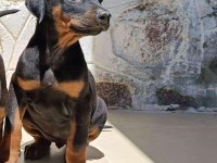 İsteğe özel estetik doberman