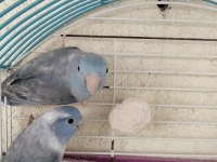 5 aylık cennet papağanı dişi orjinal